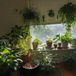 Indoor plants like Snake Plant, Spider Plant, Aloe Vera, Peace Lily, and Areca Palm placed in a bright living room to purify air naturally.